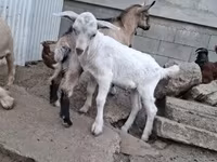 Kambing jantan, Goats — foto 4