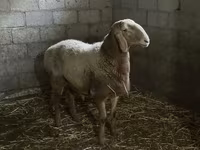 숫양, Arashan sheep — 사진 2