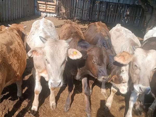Toro, Bovini