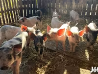 Babi hutan, Pigs — foto 2