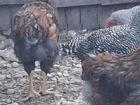 Chickens — عکس 3