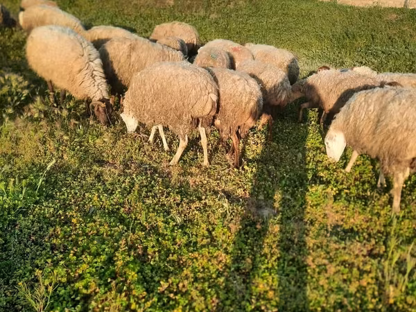 بھیڑیں (گروپ، جنس مذکور نہیں), بھیڑیں