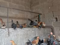Chickens — ፎቶ 5