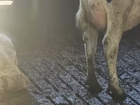 Vache, Race Holstein — photo 5