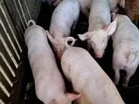 ወንድ አሣማ, Pigs — ፎቶ 3