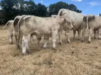 ወንድ በሬ, Charolais cattle — ፎቶ 5