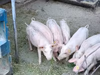नर सूअर, सूअर — फ़ोटो 3