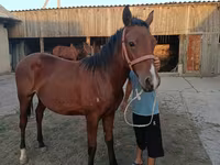 Cavallo, Cavalli — foto 3