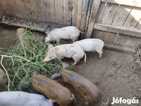 خوک (گروه، جنسیت مشخص نشده), Мангалица — عکس 1