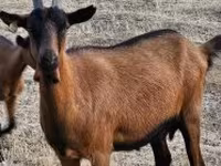 بز ماده, Alpine goat — عکس 2