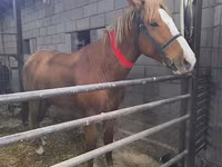 Kůň, Koně — foto 5