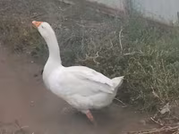Geese — รูปภาพ 3