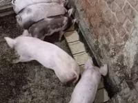 Babi (lot, jantina tidak dinyatakan), Пьетрен — foto 1