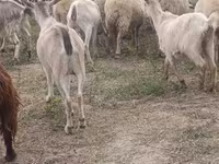 بز ماده, بز — عکس 1