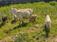 بز ماده, بز — عکس 5