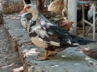 Muscovy domestica — foto 8