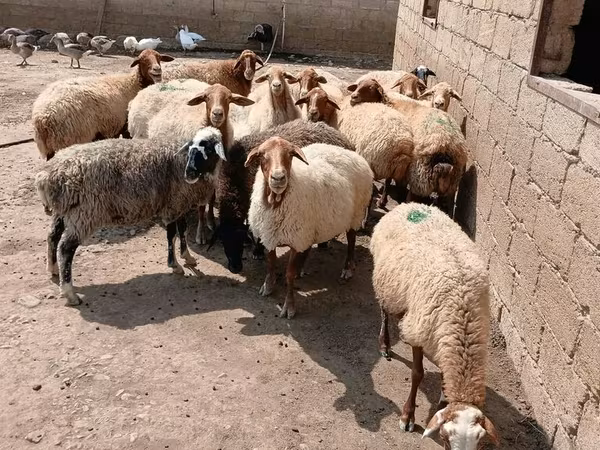Pecore (lotto, sesso non specificato), Pecore