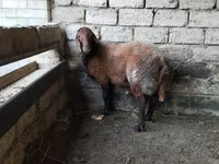 Wad, Sheep — sawirka 5