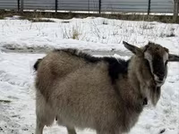 Ged, Alpine goat — foto 4