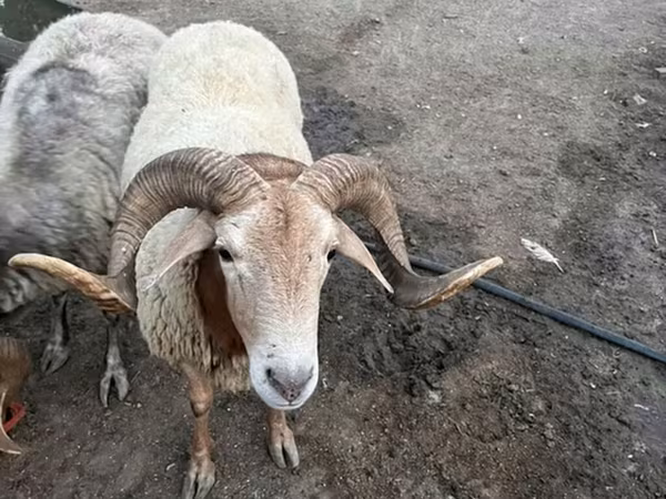 숫양, 양