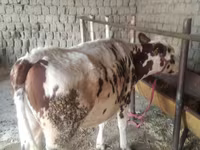 วัวตัวเมีย, Simmental cattle — รูปภาพ 3