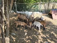 山羊（批次，未指定性别）, Goats — 照片 8