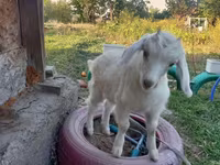 بز ماده, Saanen goat — عکس 7