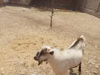 Caprone, Saanen goat — foto 4