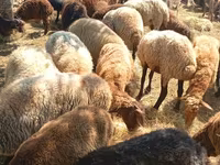 Ovce (šarže, pohlaví neuvedeno), Ovce — foto 1