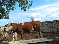 Ko, Simmental cattle — foto 5