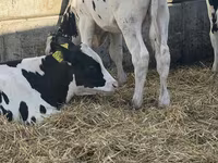 காளை, Russian Black pied cattle — புகைப்படம் 7