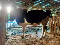 Krava, Simmental cattle — fotografija 2