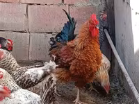 Chickens — sawirka 1