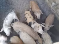 Eber, Schweine — Foto 3