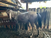Mare, Horses — photo 3