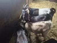 بز نر, Nubian Goat — عکس 1