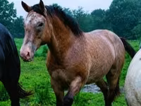 公马, Palomino — 照片 7