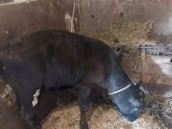 Bull, Jersey breed — Hungary