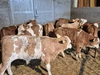 雄牛, Simmental cattle — 写真 6