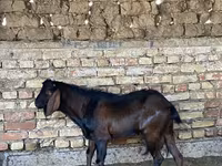 بز نر, Beetal goats — عکس 3