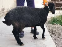 Oveja, Arabi sheep — foto 4