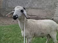 قوچ, Blackheaded Persian sheep — عکس 2