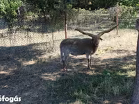 Beran, Racka sheep — foto 2