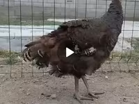 Turkeys — الصورة 6
