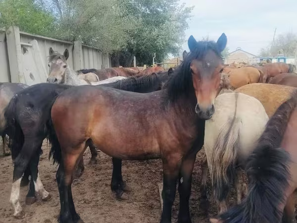 Konji (partija, pol nije naveden), Horse breed — Казахстан