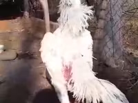 Shamo — zdjęcie 4