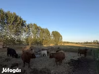 Lembu betina, Highland — foto 6