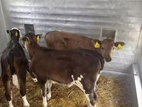 ላም, Aberdeen-Angus — ፎቶ 6