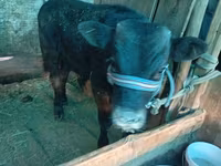 Dibi, Cattle — sawirka 5