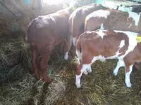 ወንድ በሬ, Simmental cattle — ፎቶ 4